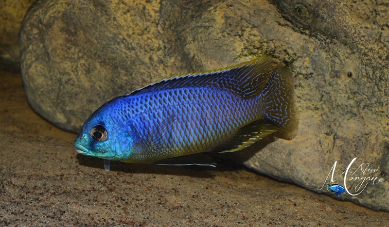 Otopharynx sp. 'auromarginatus margrette' Likoma Island